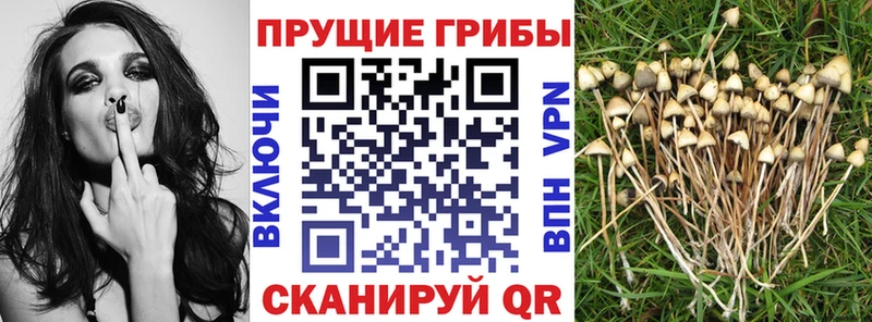 Псилоцибиновые грибы Magic Shrooms Керчь